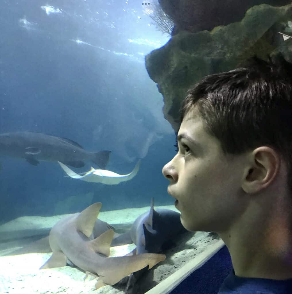boy looking into a shark tan
