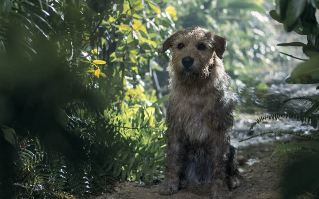 A scrappy looking mutt dog sits on a muddy path in a forest. Arthur the King