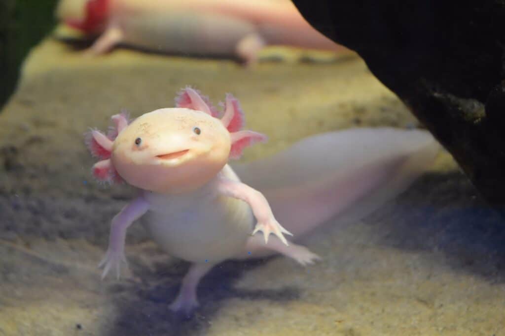Adorable axolotl looking at the camera