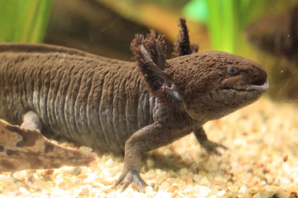 An adult axolotl on the bottom of a tank with rocks