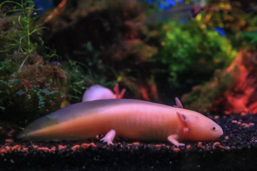 Axolotl on the bottom of a tank