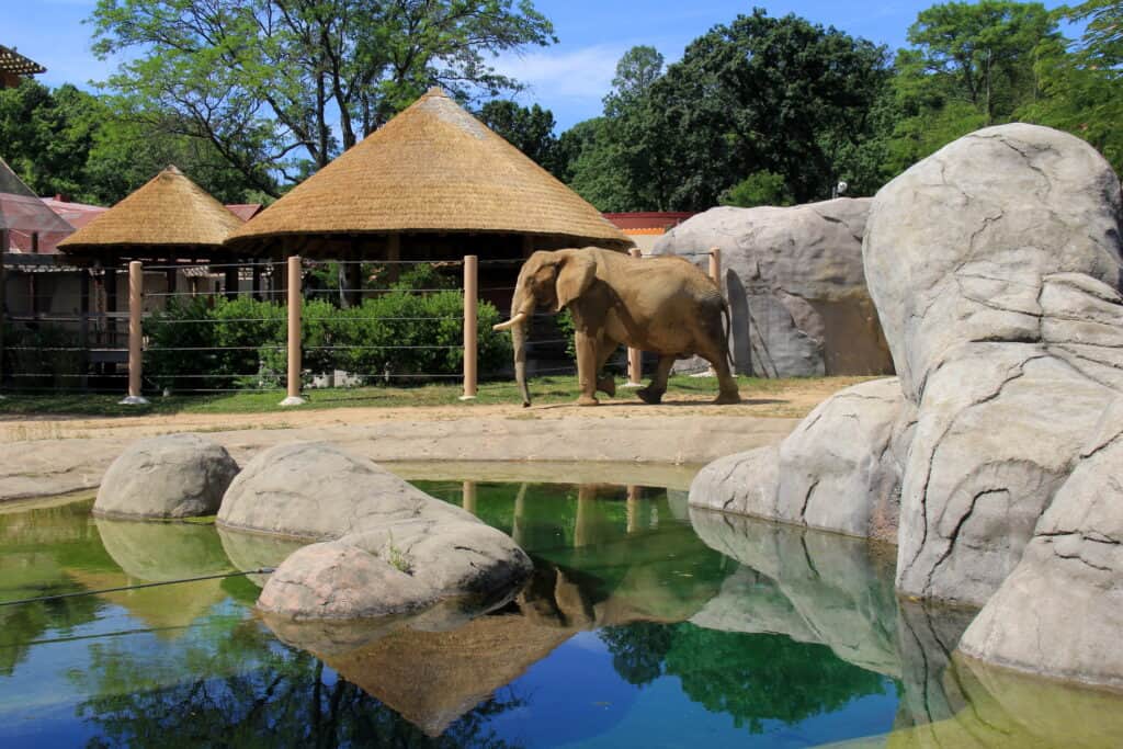 Cleveland Metroparks Zoo elephant